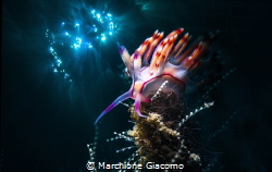 Flabellina nudibranch , double exposure by Marchione Giacomo 
